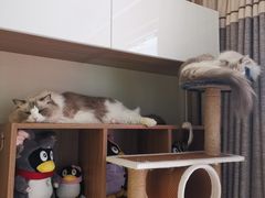 -瑞鹏宠物医院犬猫全科(真大分院)
