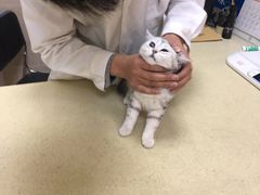 -艾贝尔宠物医院·狂犬免疫点(江山金象城店)