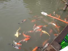-青枫公园