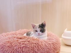 -momokira米努特·德文卷毛猫·棉花面纱犬