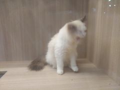 -万达广场(济南魏家庄店)