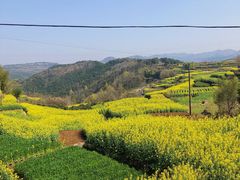 -桑洲油菜花景区