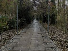 -合肥滨湖国家森林公园