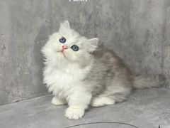 -小猫来了·猫舍(红山六九七九店)