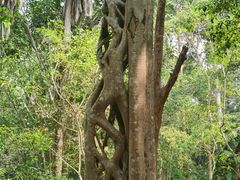 -中国科学院西双版纳热带植物园