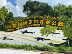-西双版纳原始森林公园