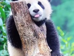 -卧龙中华大熊猫苑神树坪基地