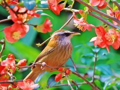 -成都大熊猫繁育研究基地-熊猫厨房