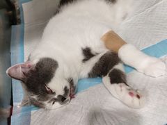 -艾吉宠物医院·疑难杂症转诊中心·猫友好(碧江路院)