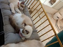 -喵喵咪呀布偶猫咖(春熙路店)