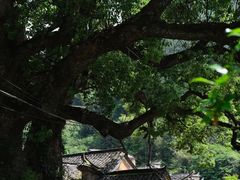 -杨家堂村