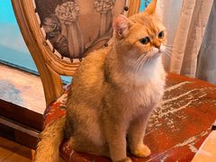 -猫小院猫主题餐厅(南锣旗舰店)