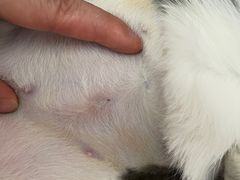 -伟伟宠物医院·CT影像中心·瑞派犬猫综合性门诊(汉口总院)