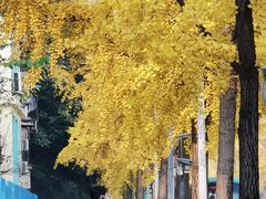 -四川大学(望江校区)