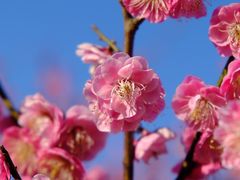 -花开海上生态园