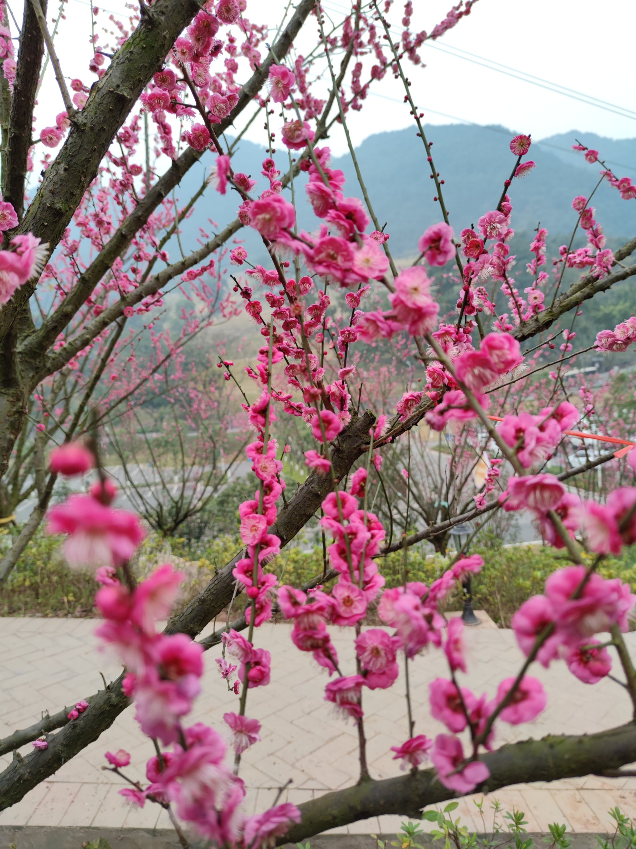 重庆歌乐山红梅花图片