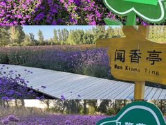-金塔沙漠胡杨林景区