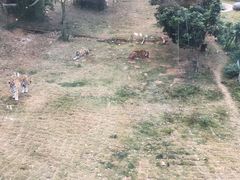 -泉州海丝野生动物世界