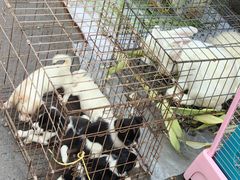 -哈尔滨道外花鸟鱼市场