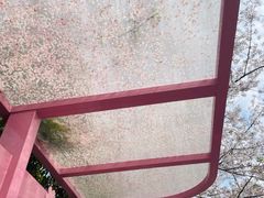 -高东镇樱花园