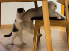 -爱侣·安琦尔宠物医院·中兽医针灸·心内科·狂犬免疫点(宝山区院)