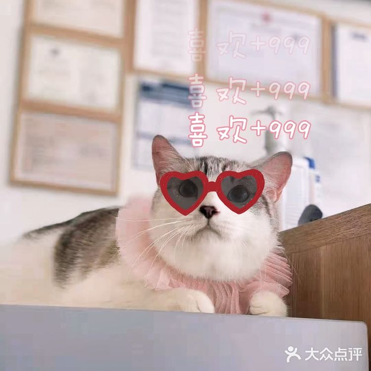 偶然看到这家宠物店，真的太高质量了[加油]