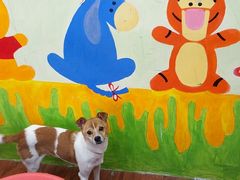 -Pets First伊珊娜洗护·精致美容·家庭式寄养(新会路店)