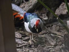 -广州长隆野生动物世界