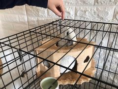 -平行世界·猫咖(首经贸店)