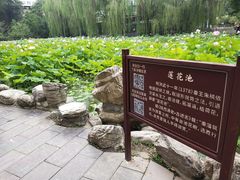 -莲湖公园