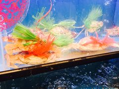 红花蟹-盒马鲜生(宝地店)