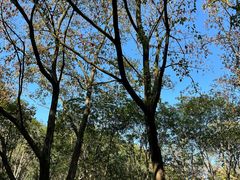 -昆山城市生态森林公园