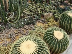-深圳仙湖植物园
