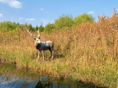 -溱湖国家湿地公园