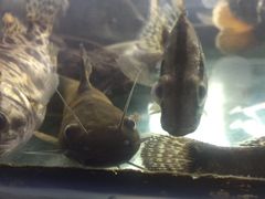 -全乐鱼馆·淳牌有机鱼直营店
