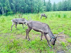 -莫尔道嘎国家森林公园