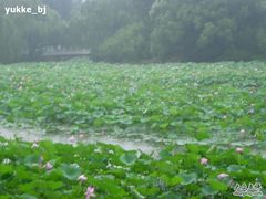 -紫竹院公园冰场