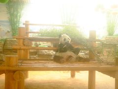 -西霞口神雕山野生动物世界