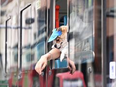 -帕帕拉兹宠物(亚洲旗舰店)