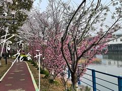 -高东镇樱花园