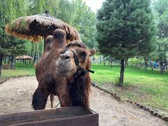 -北京野生动物园