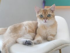 -飞行喵MR PILOT|猫舍·猫咖(静安大融城店)