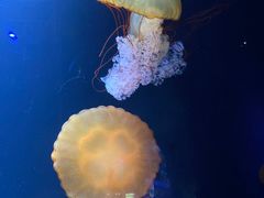 -欢乐海岸海洋奇梦馆