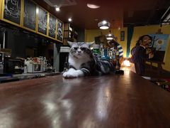 -咖法森林·咖啡  酒吧(天河店)