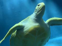 -锦艺城海洋馆