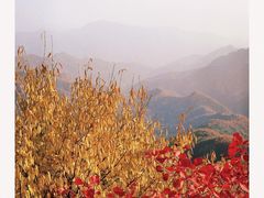 -大岭沟猕猴桃谷风景区