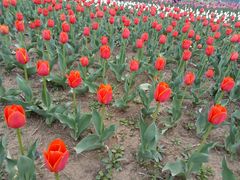 -兰陵国家农业公园