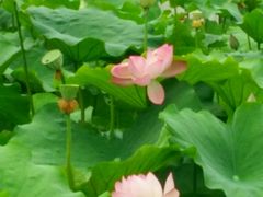 -四川大学(华西校区)