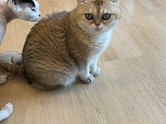 -有喵·猫咖·狗咖·30几只猫10只小狗(岗厦店)