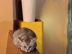 -猫岛主趣味餐厅(鼓浪屿店)